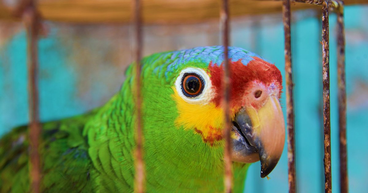 Loro verde posado en una percha dentro de su jaula