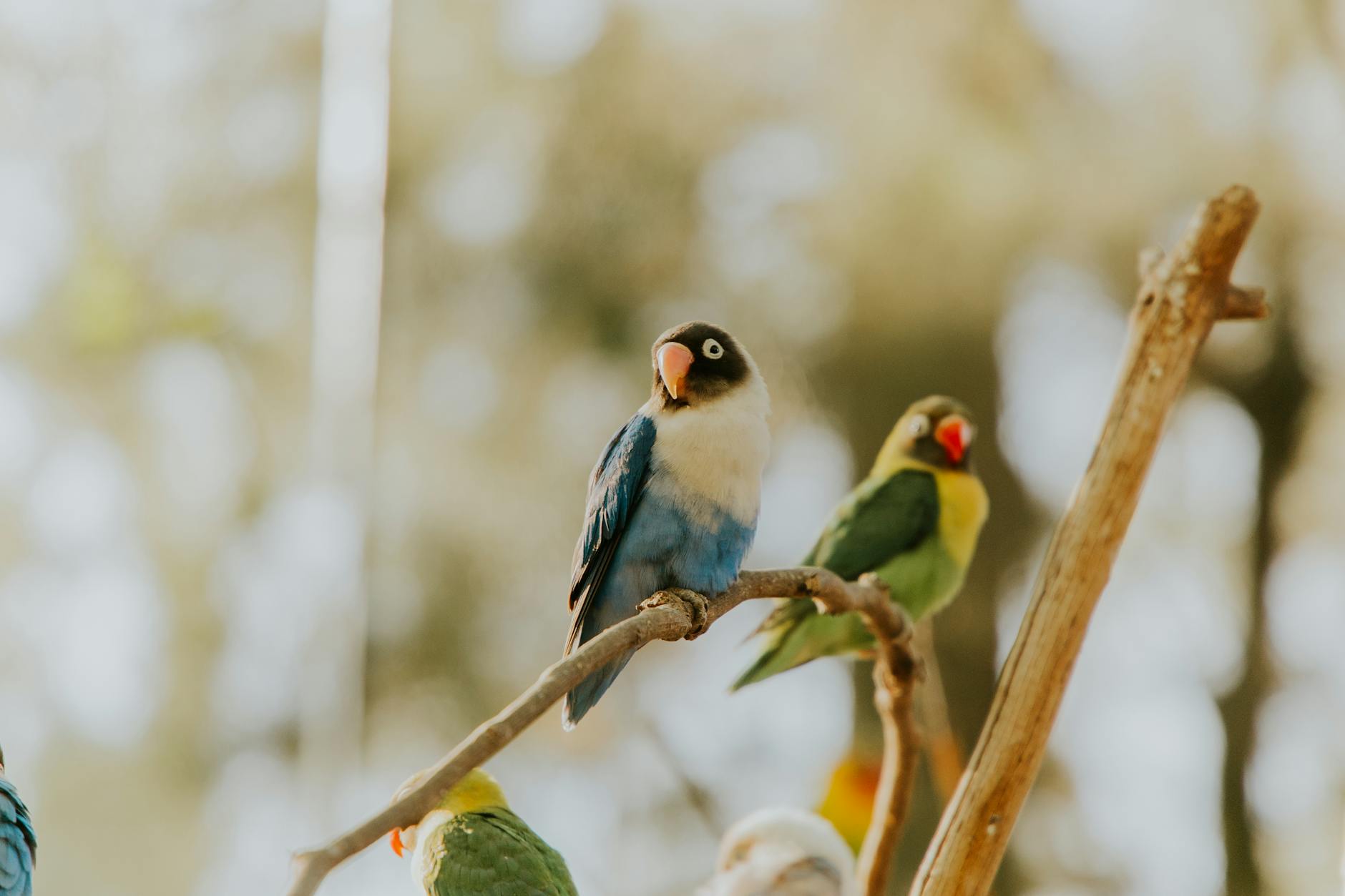 Agapornis de colores vivos