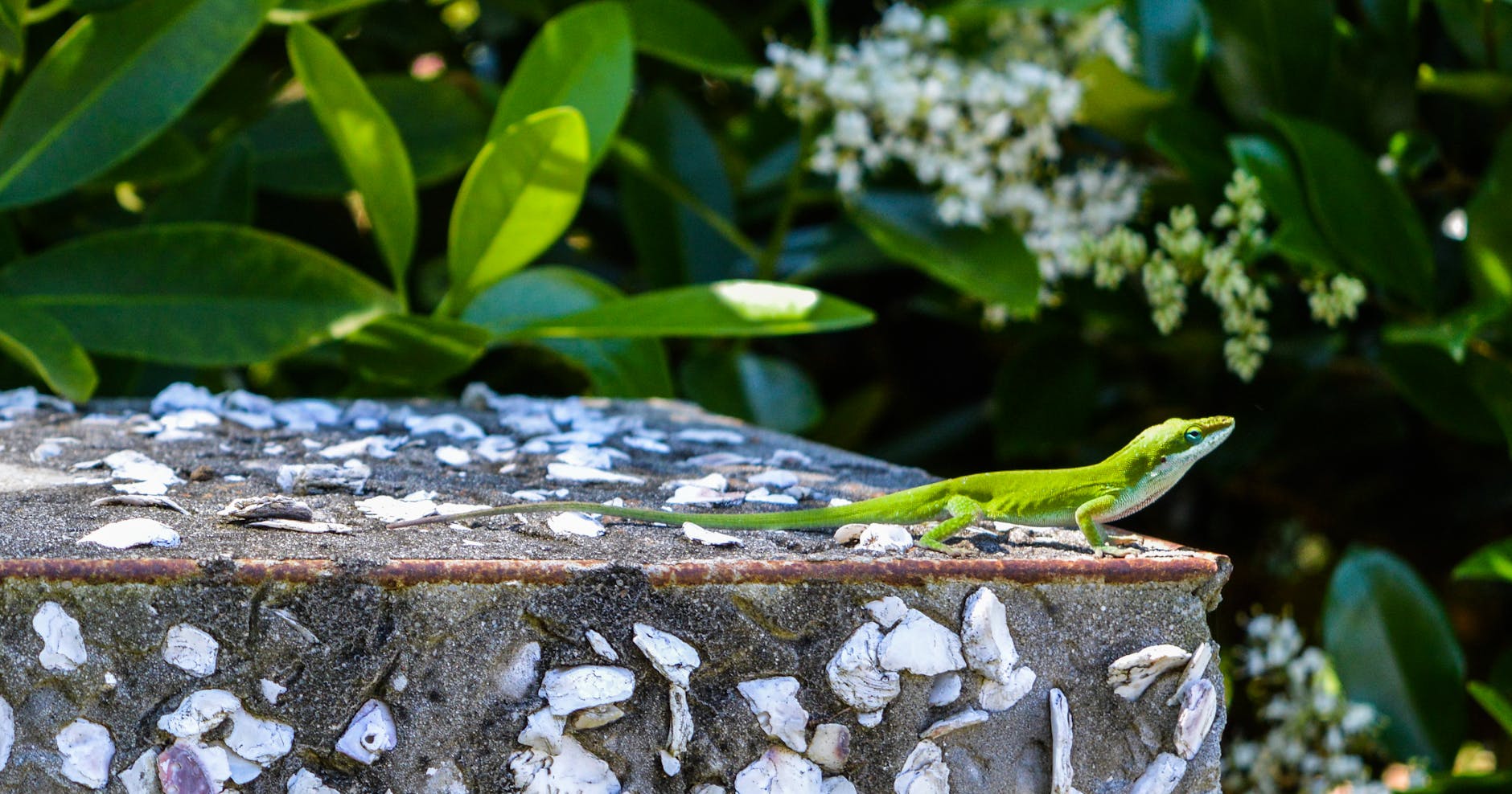 Anolis verde con el papo rosa desplegado