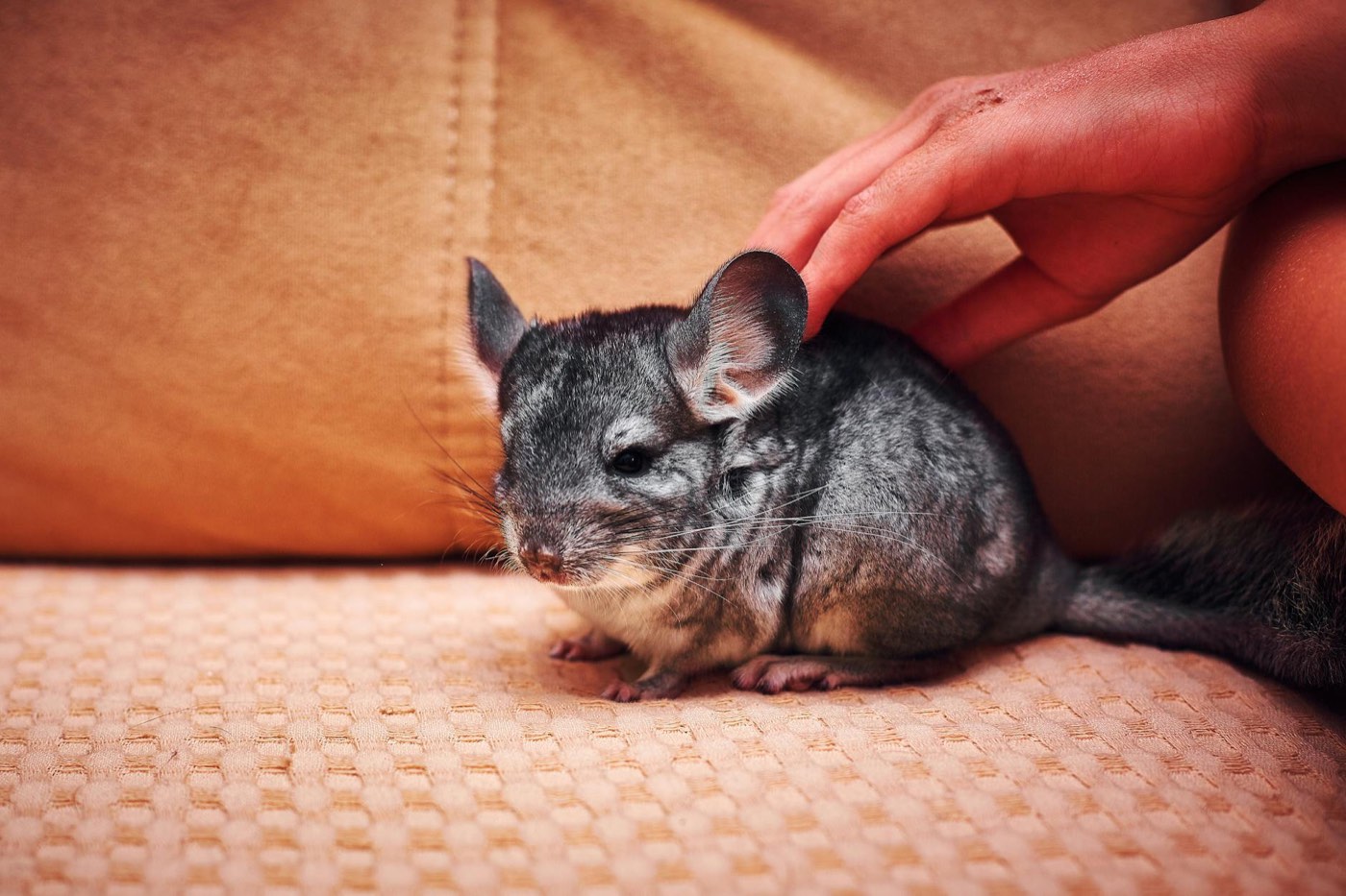 Chinchilla gris sobre una plataforma