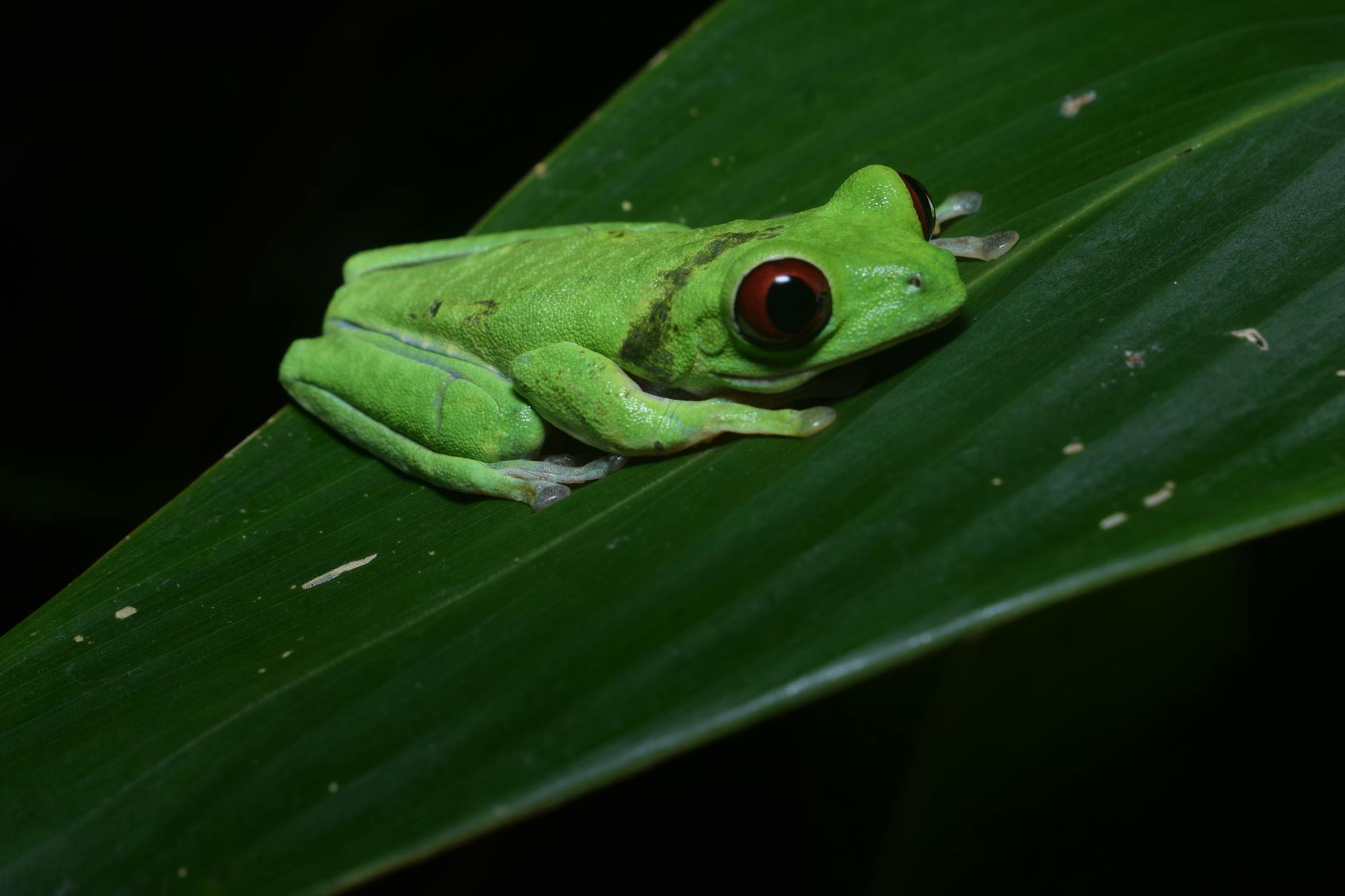 Rana arborícola de ojos rojos