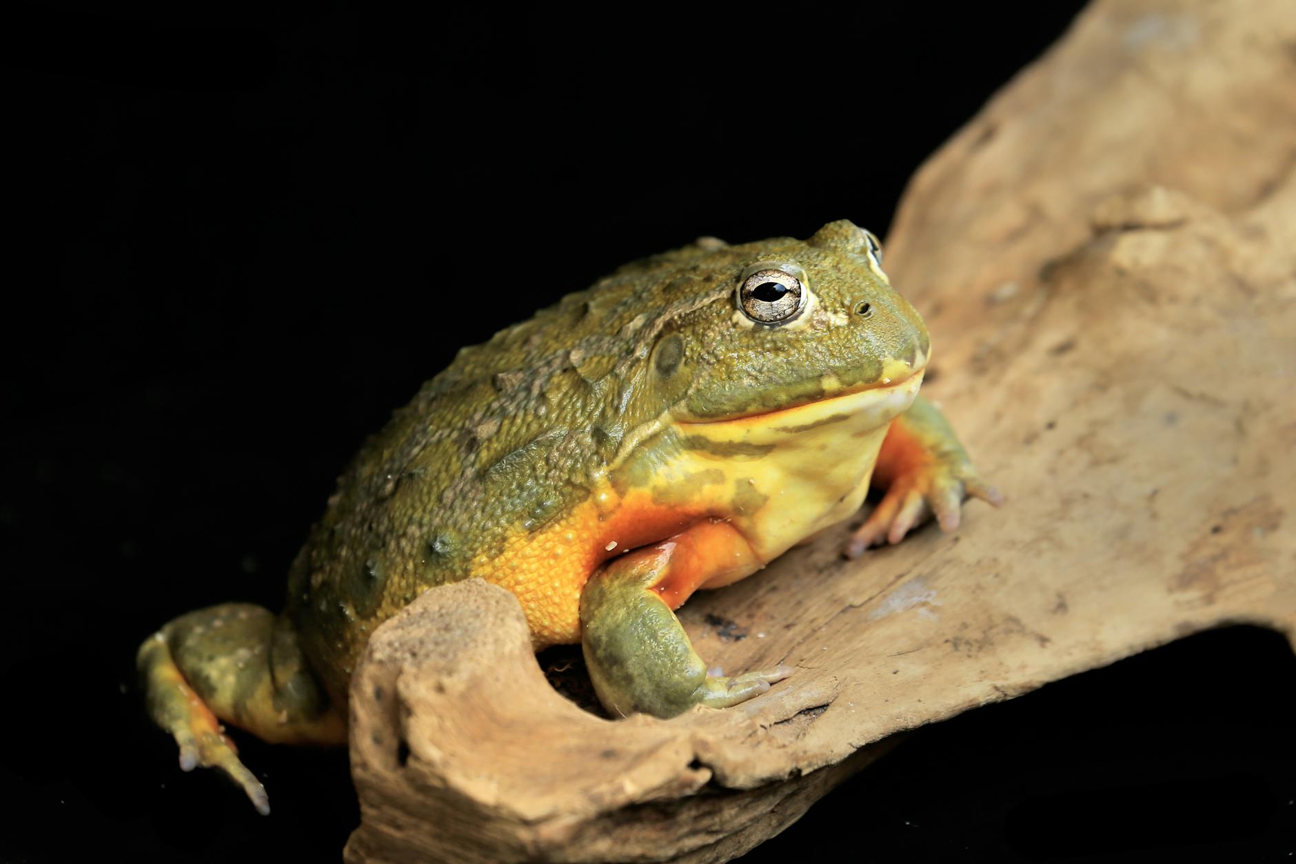 Rana toro africana de gran tamaño