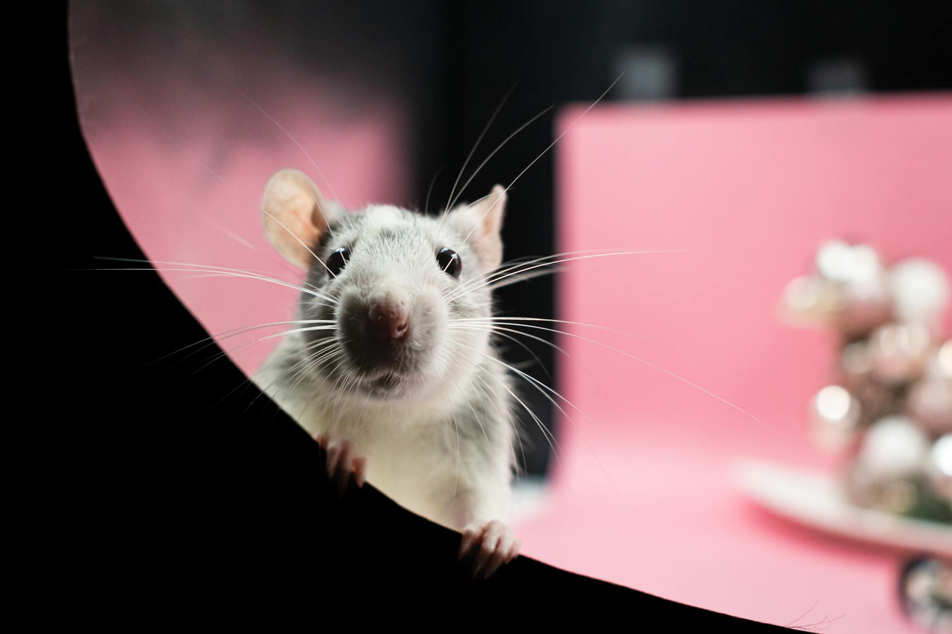 Ratón doméstico asomado entre ramas
