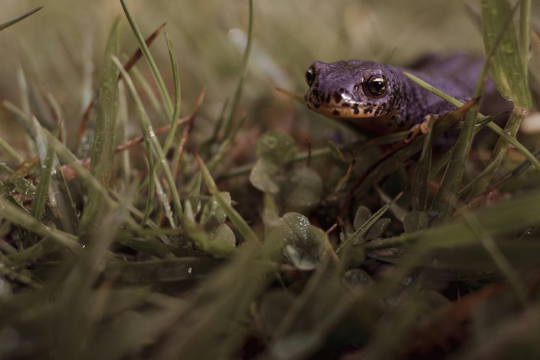 Salamandra tigre con sus manchas amarillas
