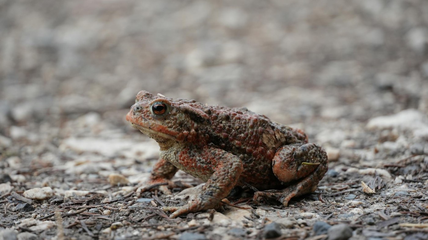 Sapo de vientre de fuego mostrando el vientre naranja